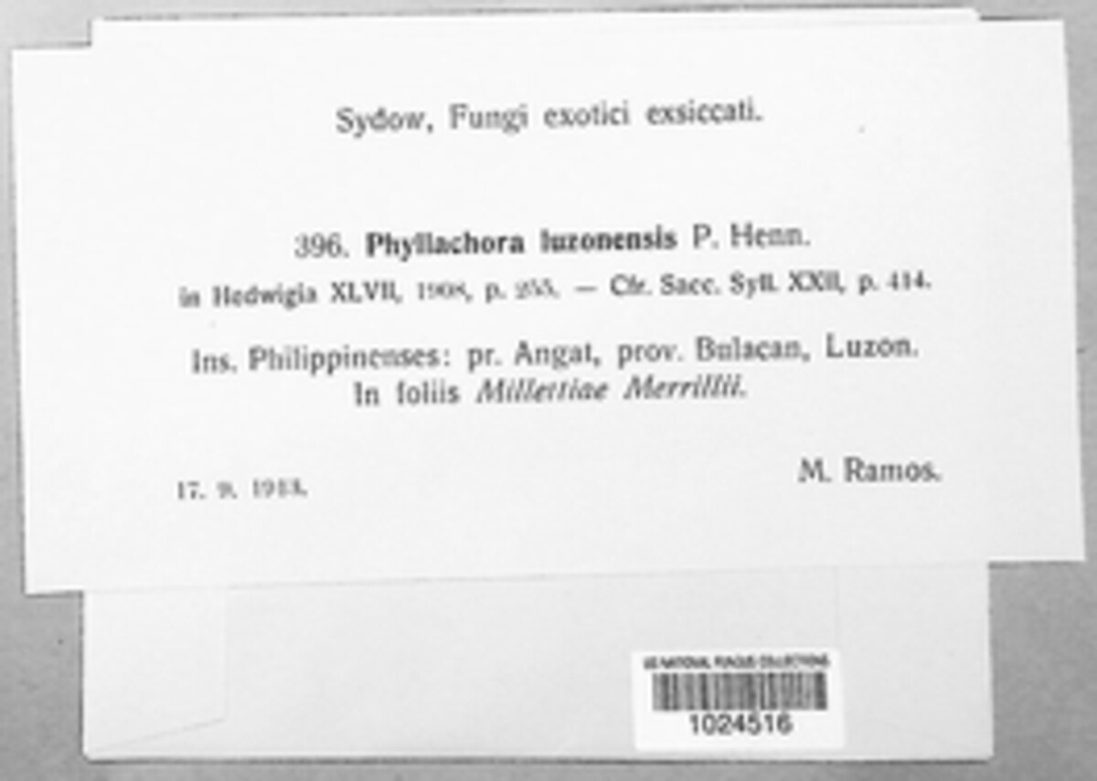 Phyllachora yapensis image